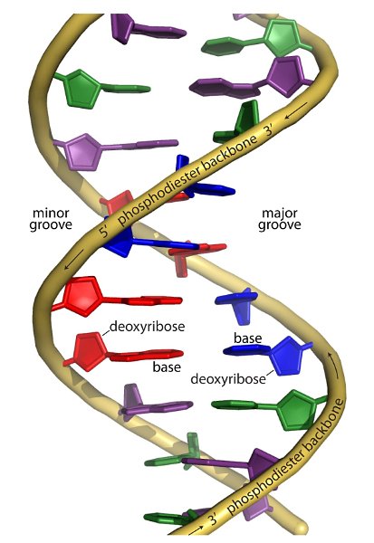 DNA_double_helix