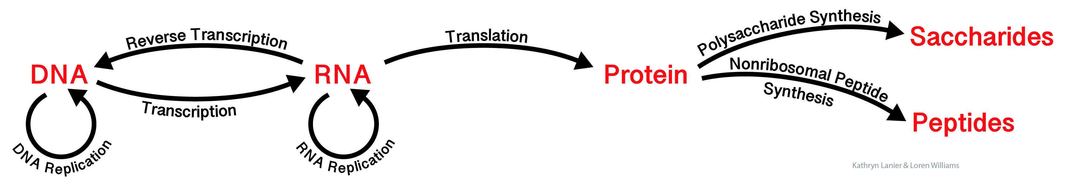 Crick's Central Dogma of Molecular Biology