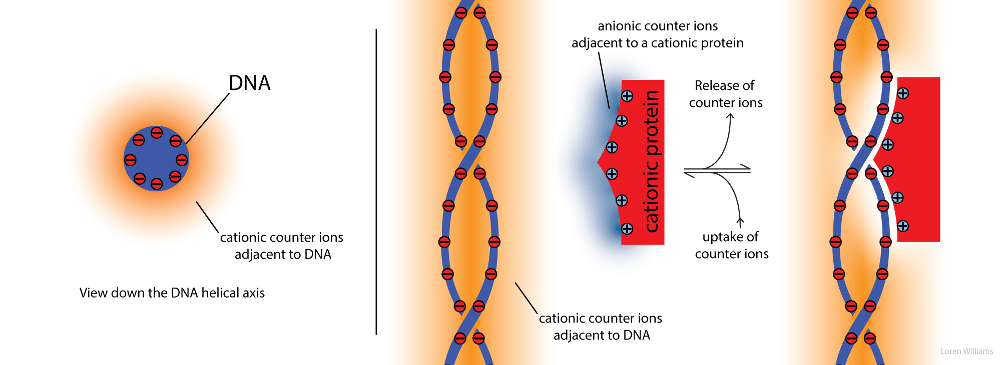 counterion condensation