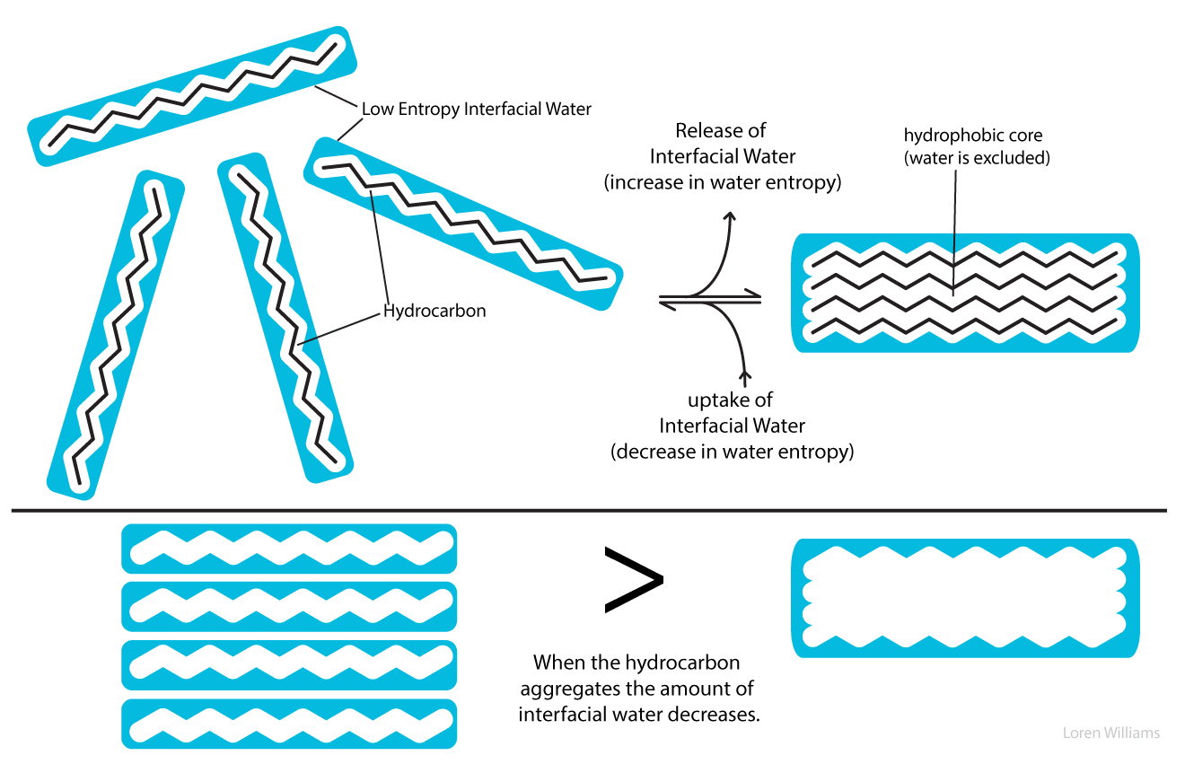 the hydrophobic effect