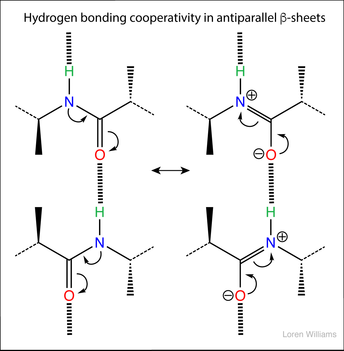 Hydrogen bonding in life - Labster Theory