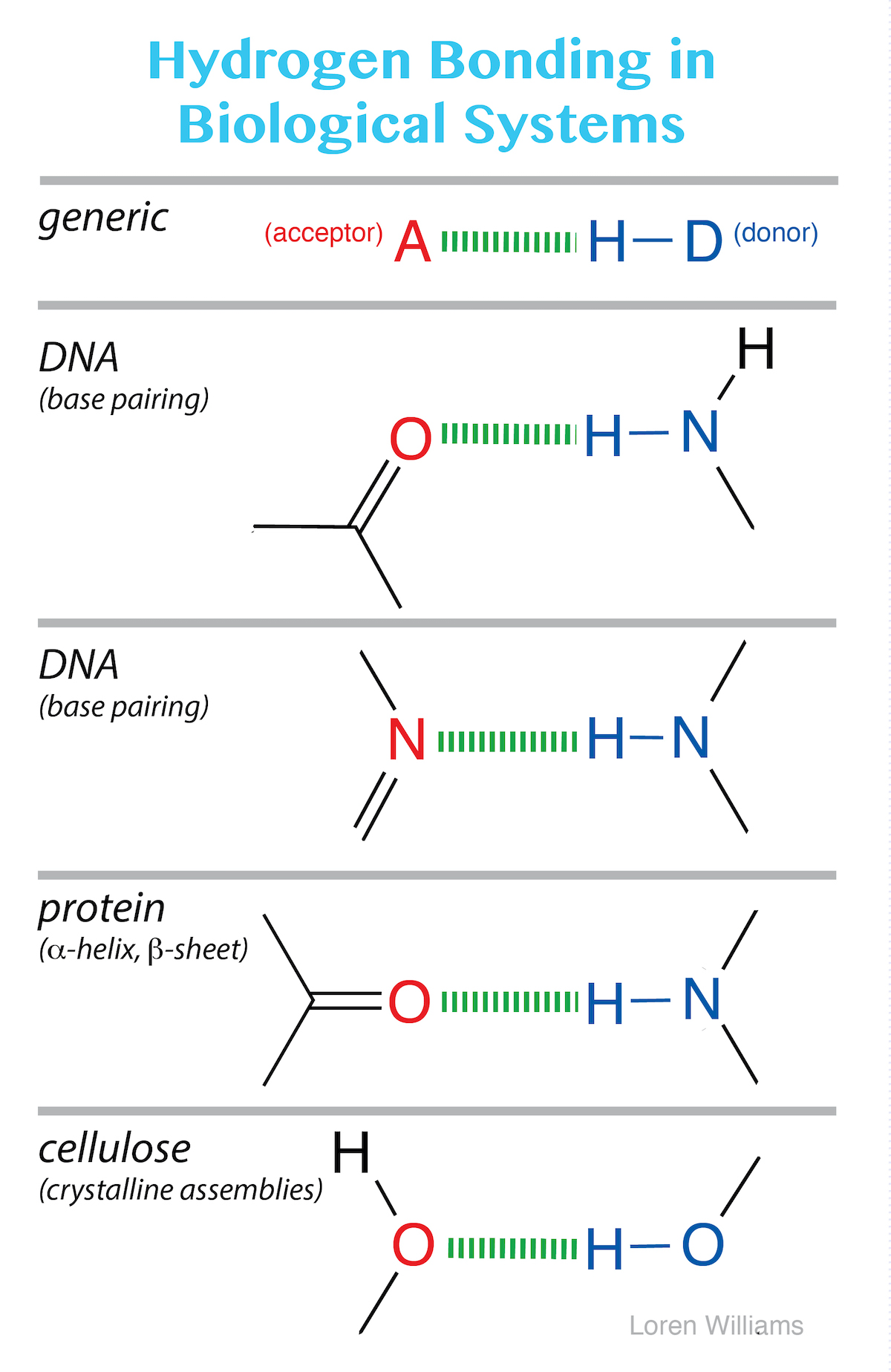 Hydrogen bonding in life - Labster Theory