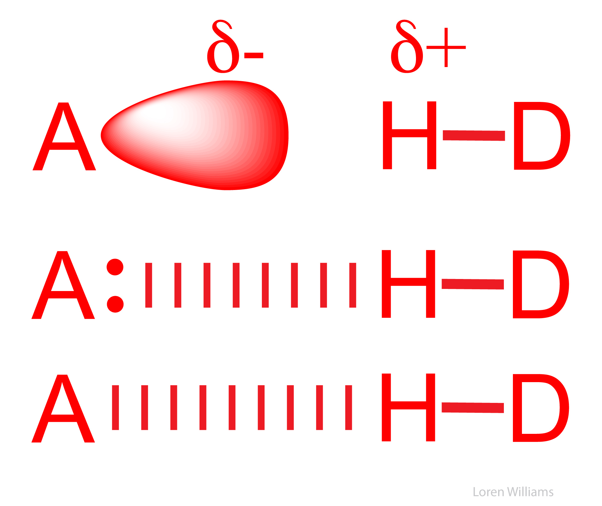 hydrogen bond