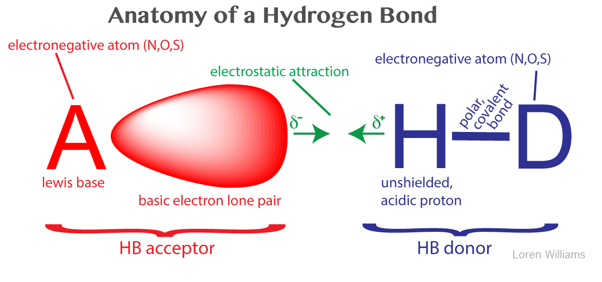 hydrogen bond