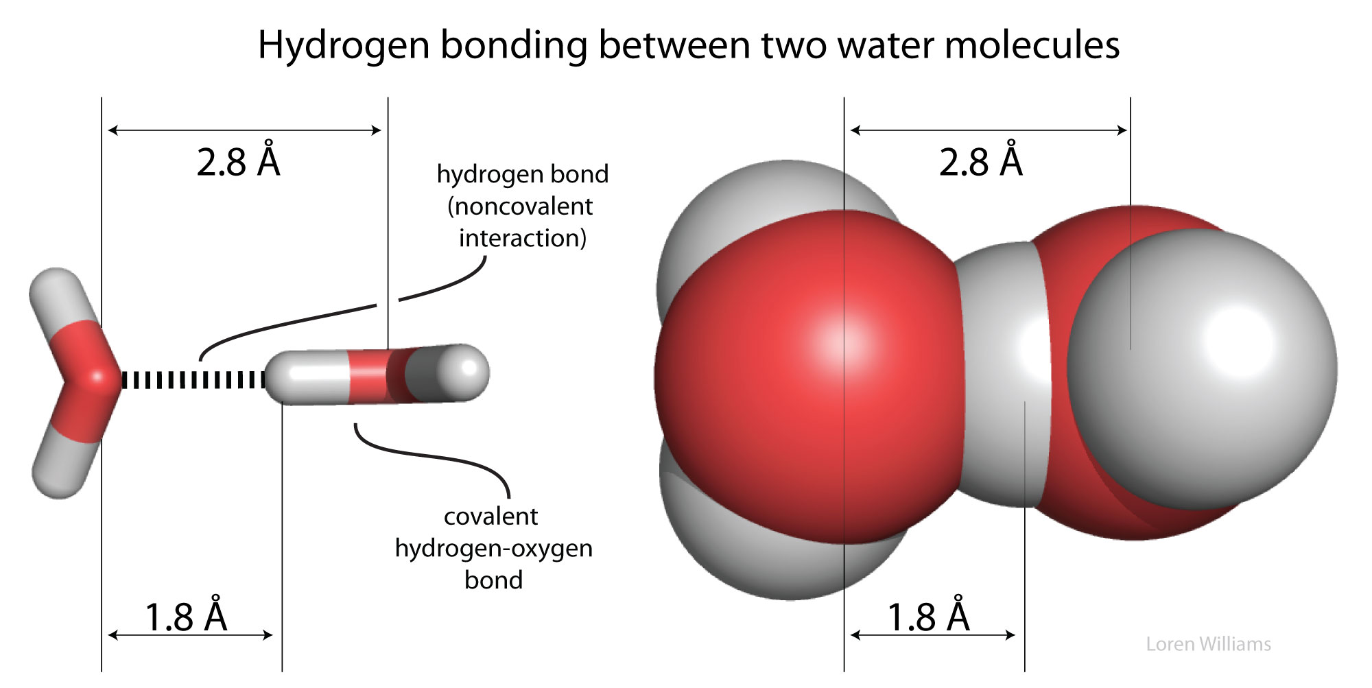 H bond water