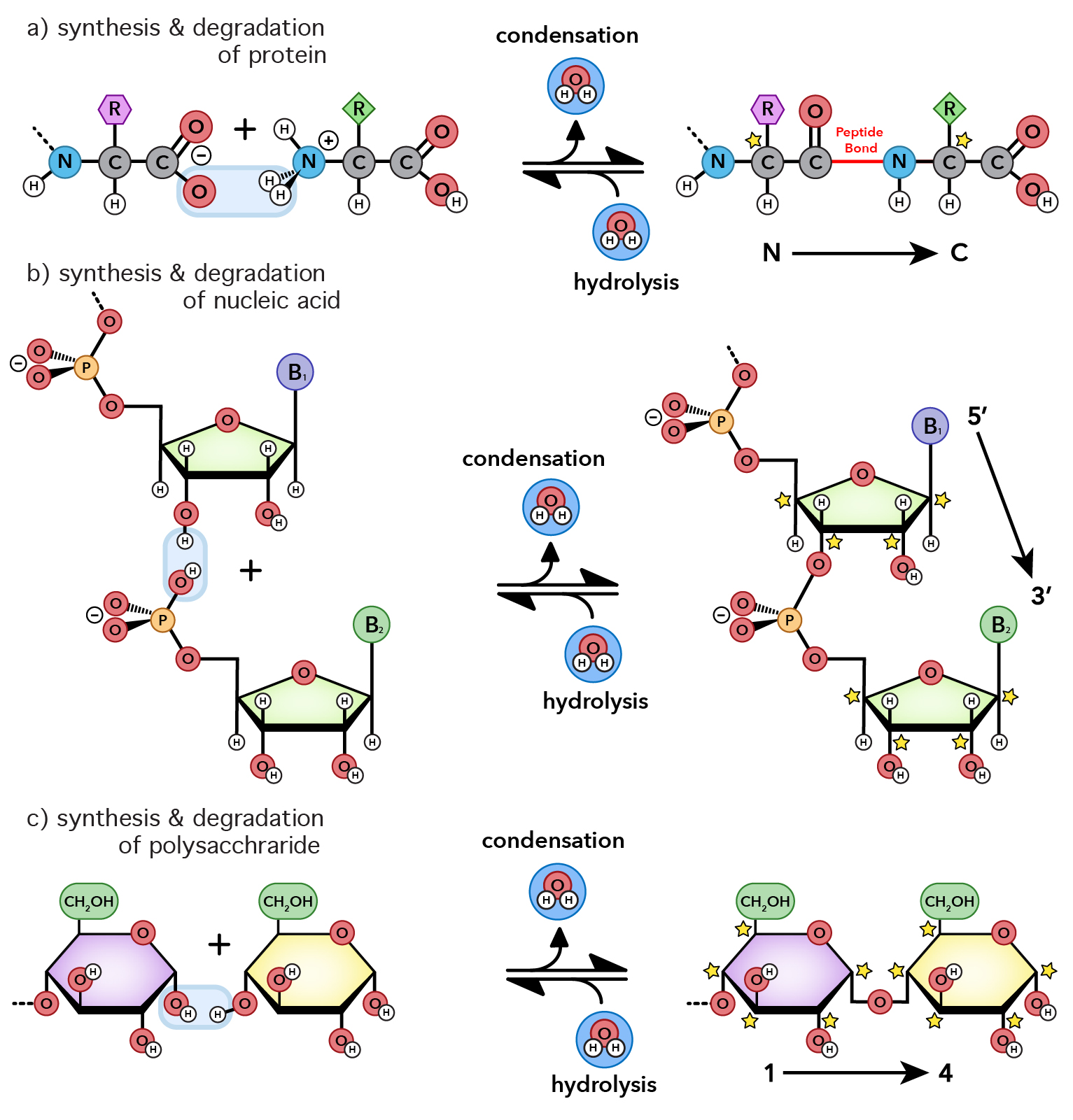 molecular-interactions-noncovalent-interactions