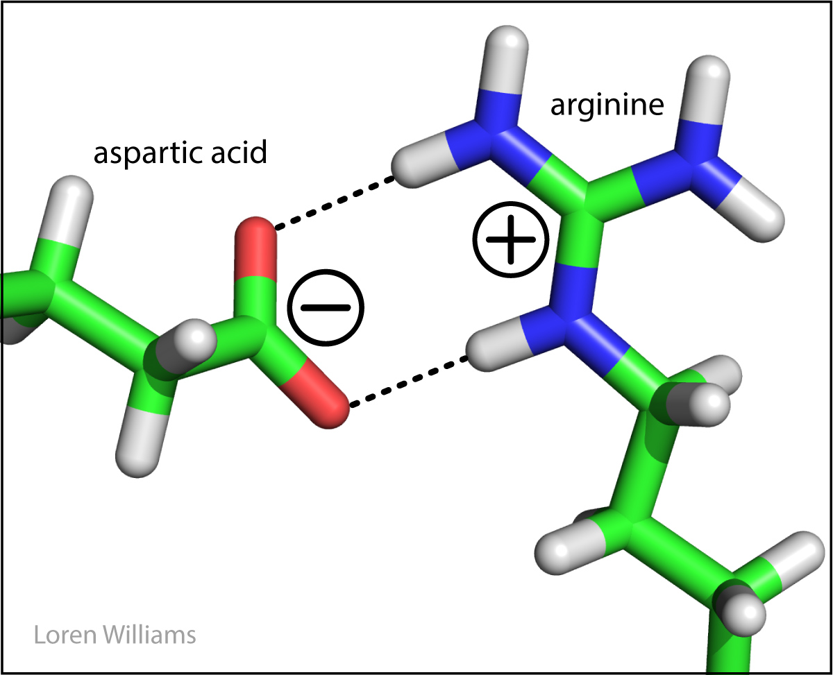 ion pair, salt bridge