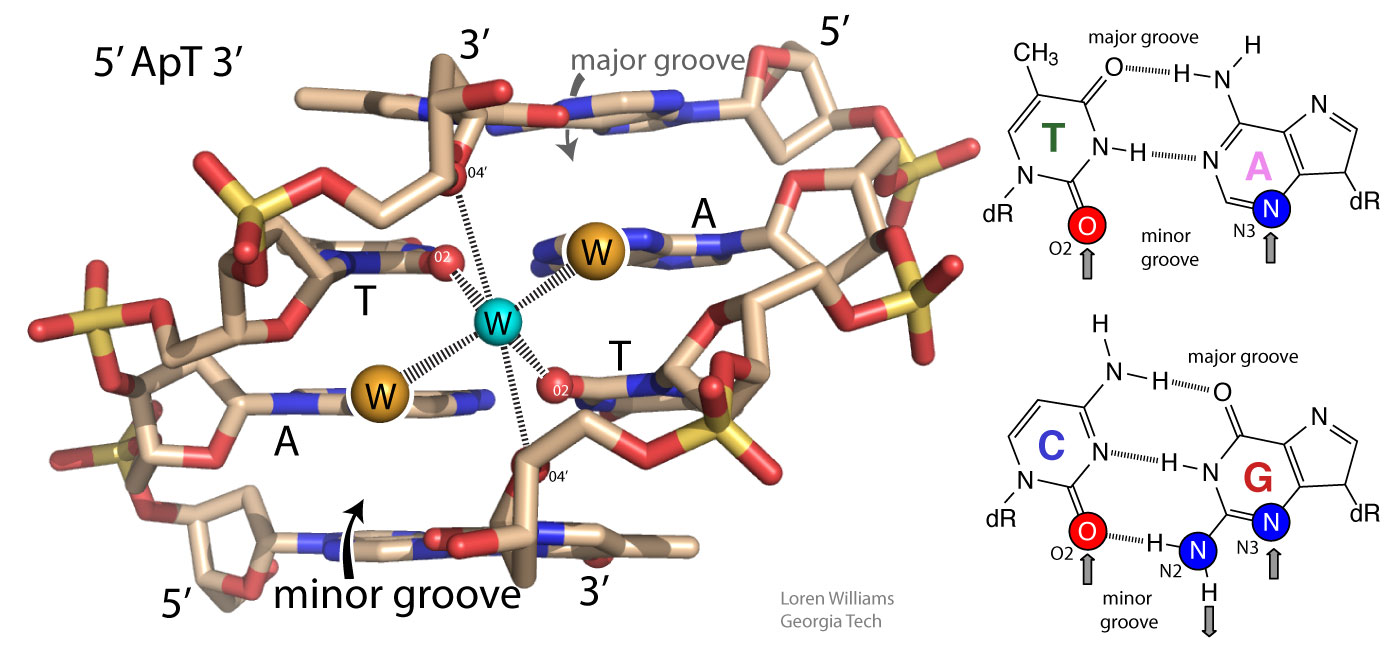 minor_groove_water_coordination