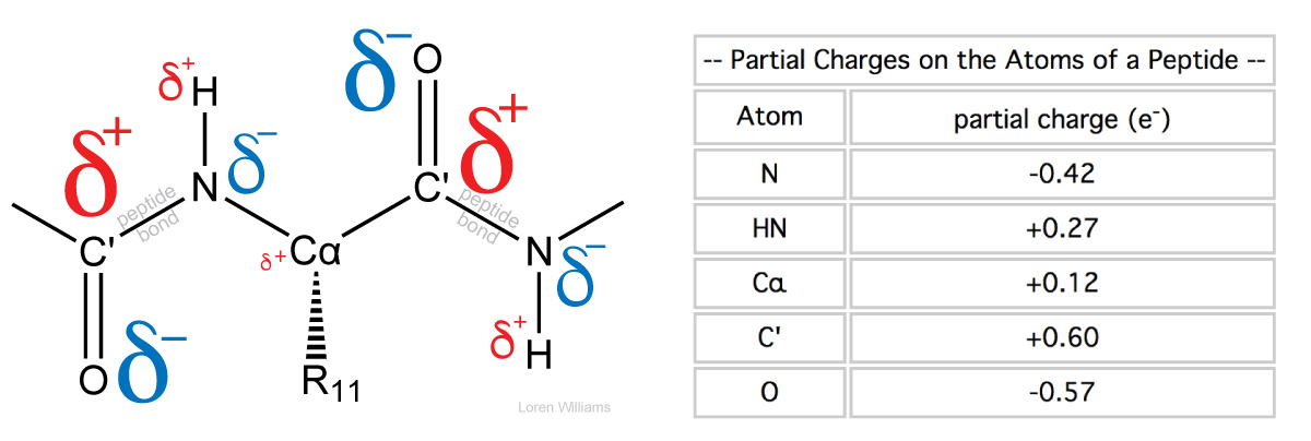 peptide partial charges