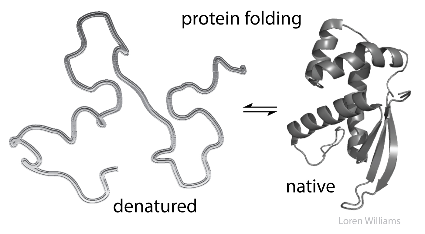 protein folding