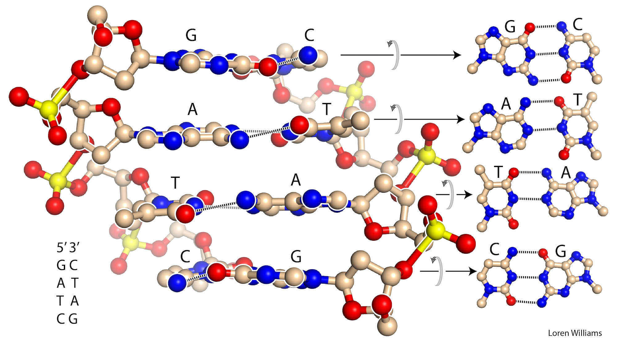 self complementary DNA