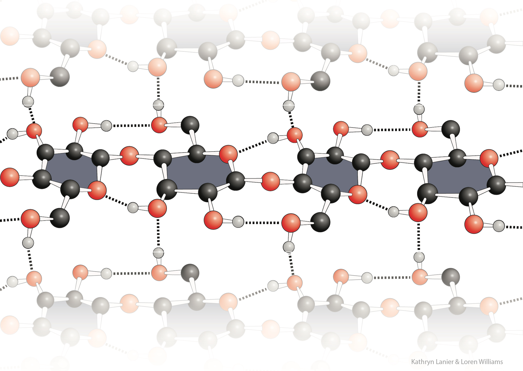 self complementary polysacharide