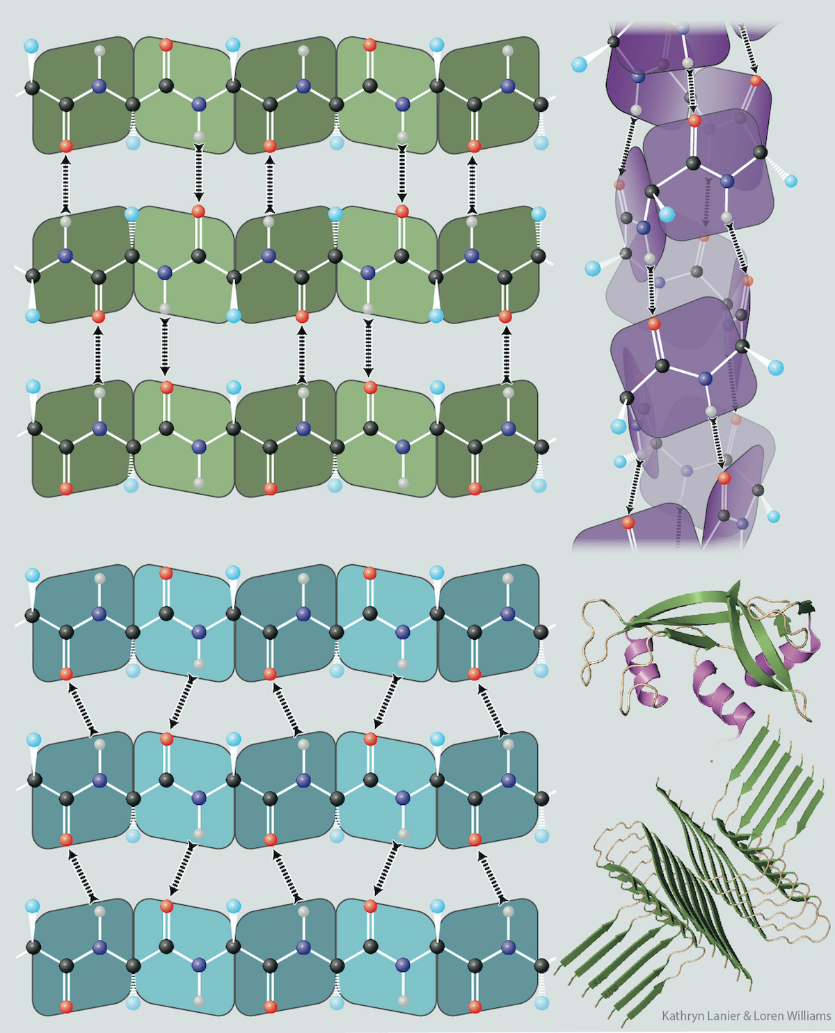 self complementary polypeptide