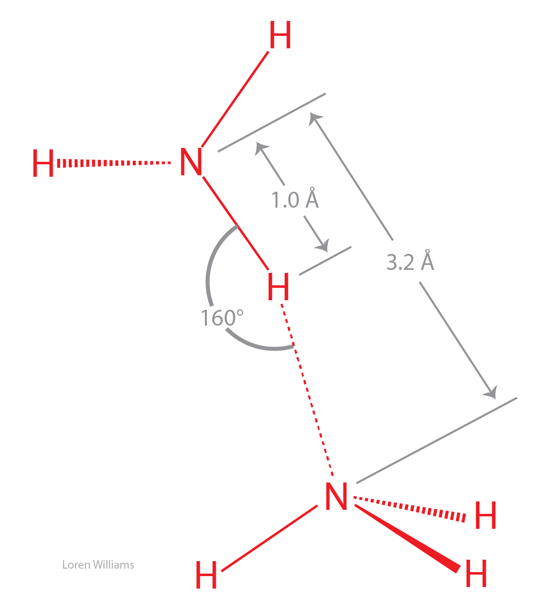 Understand the concept of hydrogen bonding in ammonia