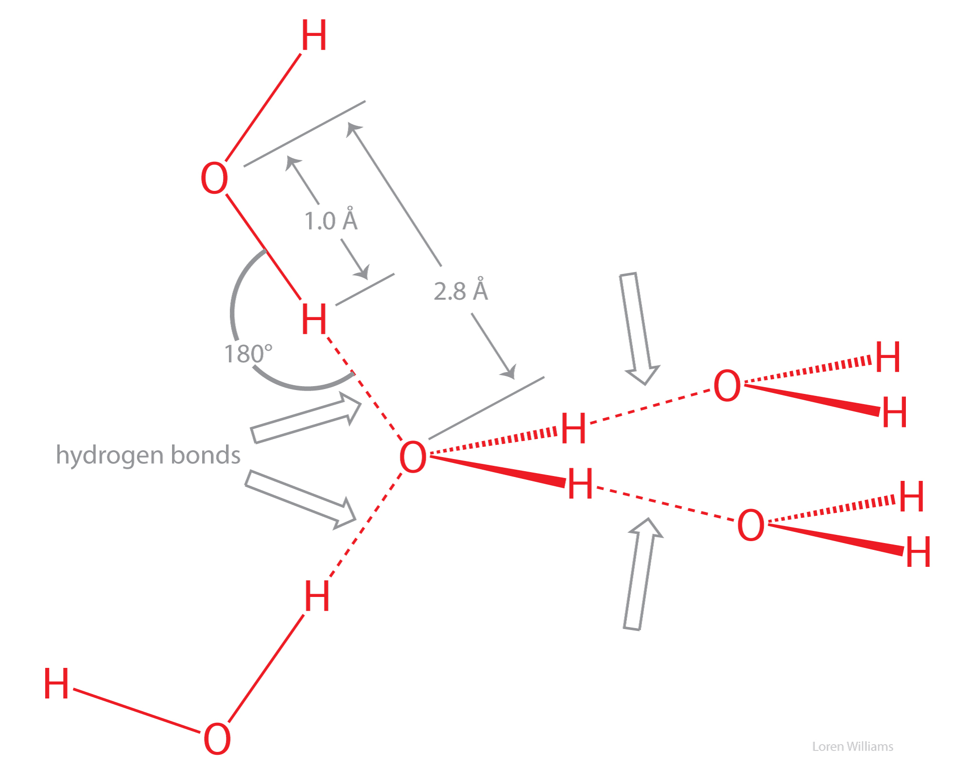 Understand the concept of hydrogen bonding in ammonia