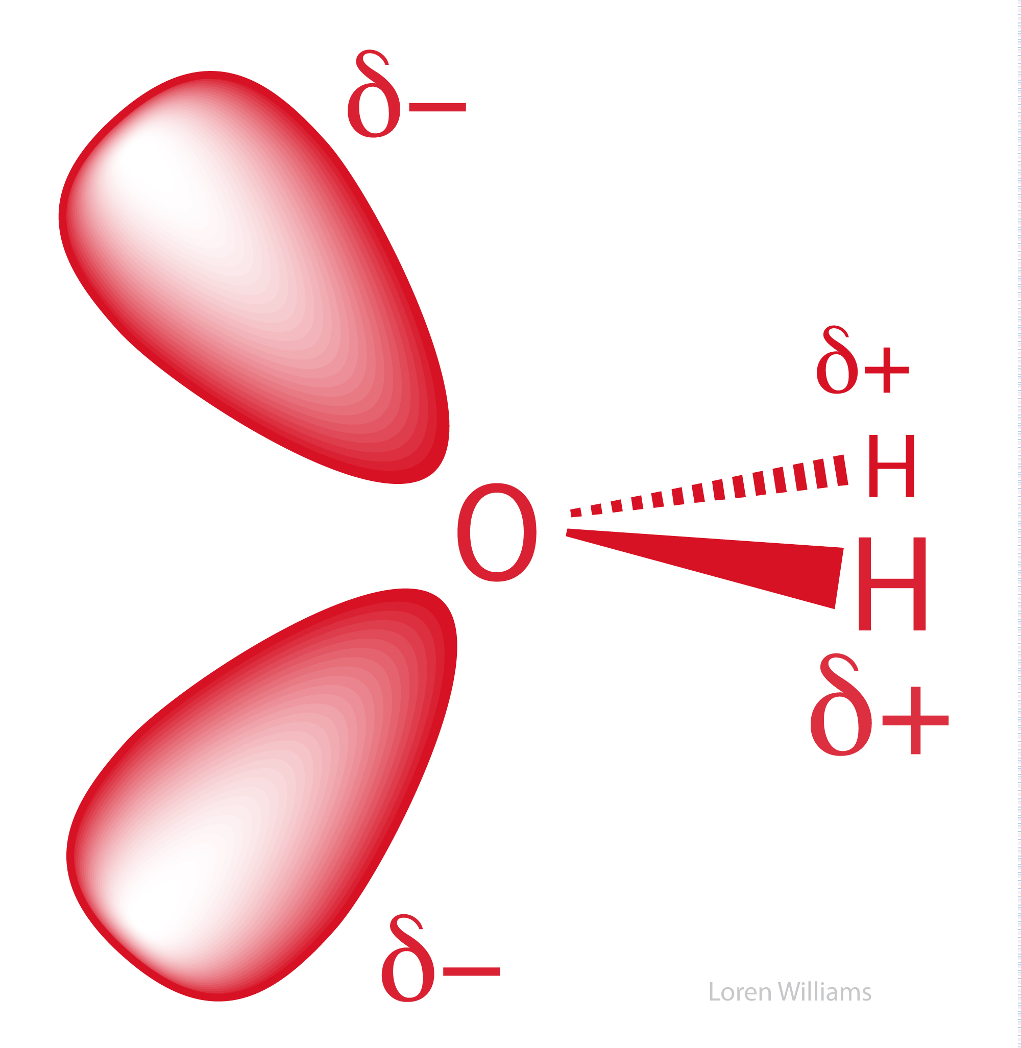 Water Orbitals